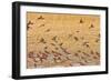 Okavango Delta, Shinde Camp, Botswana, Africa. Little Bee-Eaters-Janet Muir-Framed Photographic Print