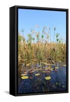 Okavango Delta Water and Cyperus Papyrus Plant Landscape.-Carlos Neto-Framed Stretched Canvas