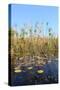 Okavango Delta Water and Cyperus Papyrus Plant Landscape.-Carlos Neto-Stretched Canvas