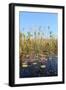 Okavango Delta Water and Cyperus Papyrus Plant Landscape.-Carlos Neto-Framed Photographic Print