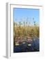 Okavango Delta Water and Cyperus Papyrus Plant Landscape.-Carlos Neto-Framed Photographic Print