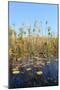 Okavango Delta Water and Cyperus Papyrus Plant Landscape.-Carlos Neto-Mounted Photographic Print