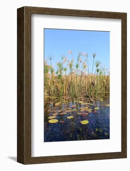 Okavango Delta Water and Cyperus Papyrus Plant Landscape.-Carlos Neto-Framed Photographic Print