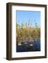 Okavango Delta Water and Cyperus Papyrus Plant Landscape.-Carlos Neto-Framed Photographic Print