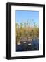 Okavango Delta Water and Cyperus Papyrus Plant Landscape.-Carlos Neto-Framed Photographic Print