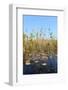 Okavango Delta Water and Cyperus Papyrus Plant Landscape.-Carlos Neto-Framed Photographic Print