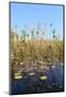 Okavango Delta Water and Cyperus Papyrus Plant Landscape.-Carlos Neto-Mounted Photographic Print