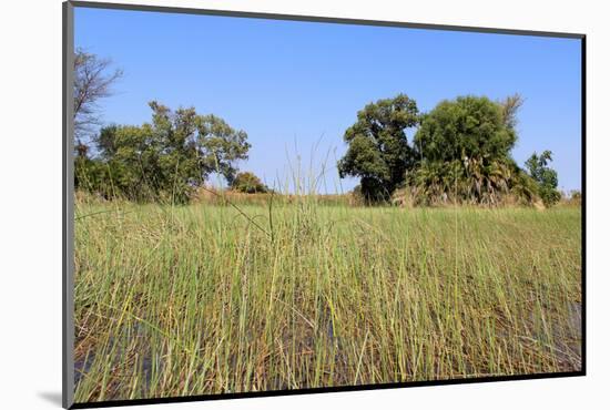 Okavango Delta Water Landscape.-Carlos Neto-Mounted Photographic Print