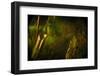 Okavango Robbers (Rhabdalestes Maunensis) Fish Swimming Up The Temporary Selinda Spillway-Neil Aldridge-Framed Photographic Print