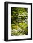 Okazaki Park in the Heian Jingu Shrine, Kyoto, Japan, Asia-Michael Runkel-Framed Photographic Print