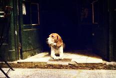 Dog Guarding the Entrance to the House. Additional Treatment with the Addition of Texture and Noise-OKcamera-Photographic Print