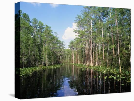 Okefenokee Swamp-James Randklev-Stretched Canvas