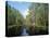 Okefenokee Swamp-James Randklev-Stretched Canvas