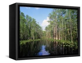 Okefenokee Swamp-James Randklev-Framed Stretched Canvas