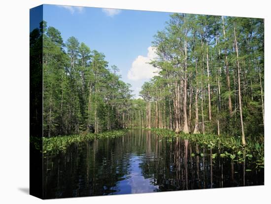 Okefenokee Swamp-James Randklev-Stretched Canvas