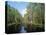 Okefenokee Swamp-James Randklev-Stretched Canvas