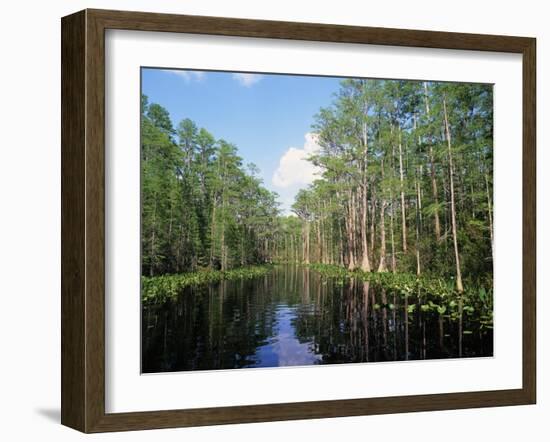 Okefenokee Swamp-James Randklev-Framed Photographic Print