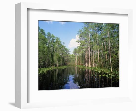 Okefenokee Swamp-James Randklev-Framed Photographic Print