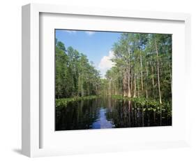 Okefenokee Swamp-James Randklev-Framed Photographic Print