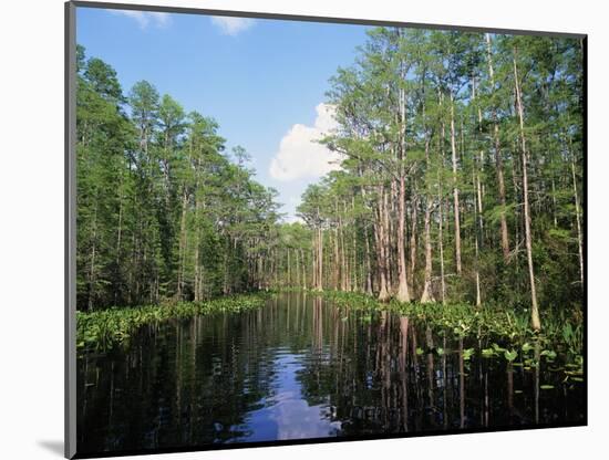 Okefenokee Swamp-James Randklev-Mounted Photographic Print