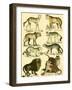 Oken Lion and Tiger-Lorenz Oken-Framed Art Print