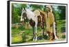 Oklahoma - Osage Indian and Pony-Lantern Press-Framed Stretched Canvas