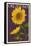 Oklahoma - Sunflowers - Letterpress-Lantern Press-Framed Stretched Canvas