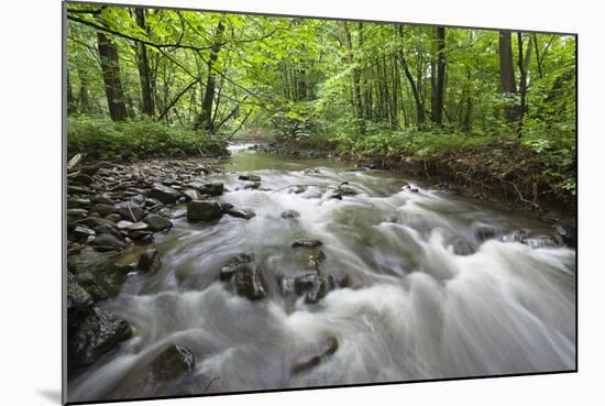 Okna River, Morske Oko Reserve, Vihorlat Mountains, East Slovakia, Europe, June 2008-Wothe-Mounted Photographic Print