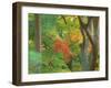 Okochi Sanso, Kyoto, Japan-Rob Tilley-Framed Premium Photographic Print