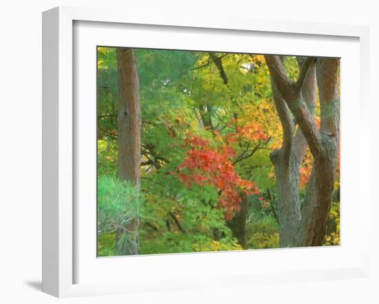 Okochi Sanso, Kyoto, Japan-Rob Tilley-Framed Premium Photographic Print