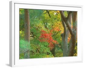 Okochi Sanso, Kyoto, Japan-Rob Tilley-Framed Photographic Print