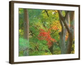 Okochi Sanso, Kyoto, Japan-Rob Tilley-Framed Photographic Print