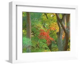 Okochi Sanso, Kyoto, Japan-Rob Tilley-Framed Photographic Print