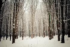 Winter Forest-oksix-Photographic Print