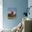 Oland Windmill, Skansen, Stockholm, Sweden, Scandinavia, Europe-Rolf Richardson-Photographic Print displayed on a wall