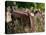 Old Abandoned Farm Tractor, Defiance, Missouri, USA-Walter Bibikow-Stretched Canvas