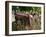 Old Abandoned Farm Tractor, Defiance, Missouri, USA-Walter Bibikow-Framed Premium Photographic Print