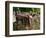 Old Abandoned Farm Tractor, Defiance, Missouri, USA-Walter Bibikow-Framed Photographic Print