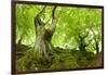 Old Adnate Beeches on Moss-Covered Rock, National Park Kellerwald-Edersee, Hesse, Germany-Andreas Vitting-Framed Photographic Print