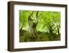 Old Adnate Beeches on Moss-Covered Rock, National Park Kellerwald-Edersee, Hesse, Germany-Andreas Vitting-Framed Photographic Print
