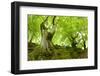 Old Adnate Beeches on Moss-Covered Rock, National Park Kellerwald-Edersee, Hesse, Germany-Andreas Vitting-Framed Photographic Print