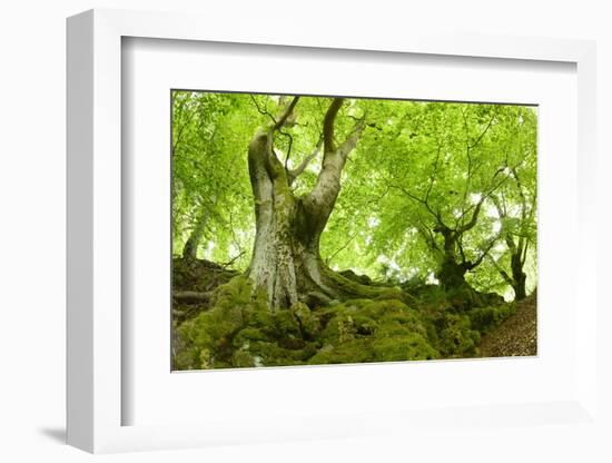 Old Adnate Beeches on Moss-Covered Rock, National Park Kellerwald-Edersee, Hesse, Germany-Andreas Vitting-Framed Photographic Print