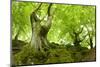 Old Adnate Beeches on Moss-Covered Rock, National Park Kellerwald-Edersee, Hesse, Germany-Andreas Vitting-Mounted Photographic Print