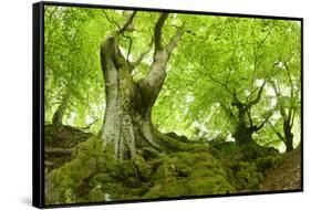 Old Adnate Beeches on Moss-Covered Rock, National Park Kellerwald-Edersee, Hesse, Germany-Andreas Vitting-Framed Stretched Canvas