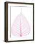 Old and Dry Pink Pho Leaf Detail-wuttichok-Framed Photographic Print