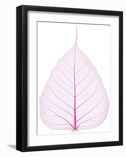 Old and Dry Pink Pho Leaf Detail-wuttichok-Framed Photographic Print