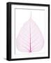 Old and Dry Pink Pho Leaf Detail-wuttichok-Framed Photographic Print