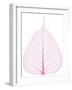 Old and Dry Pink Pho Leaf Detail-wuttichok-Framed Photographic Print