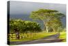 Old and New Trees in the Moloa'A Forest Reserve, Kauai, Hawaii, USA-Richard Duval-Stretched Canvas