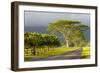 Old and New Trees in the Moloa'A Forest Reserve, Kauai, Hawaii, USA-Richard Duval-Framed Photographic Print
